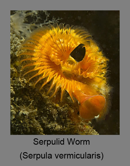 serpulid worm
